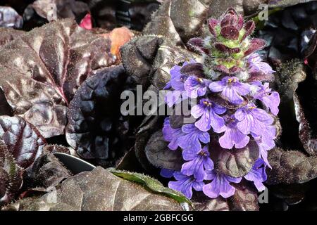 Nahaufnahme der blühenden Ajuga Black Scallop Blumen Stockfoto