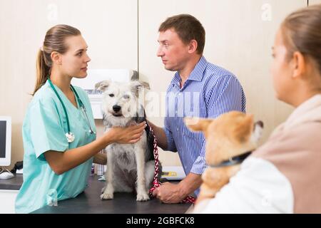 Frau Tierarzt untersucht einen Hund in der Klinik Stockfoto