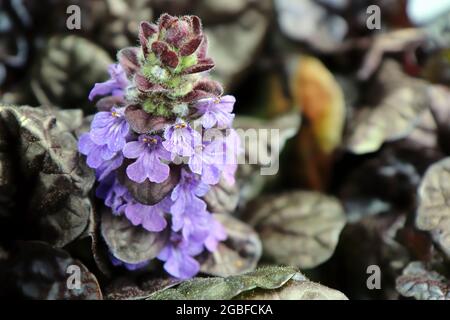 Nahaufnahme der blühenden Ajuga Black Scallop Blumen Stockfoto