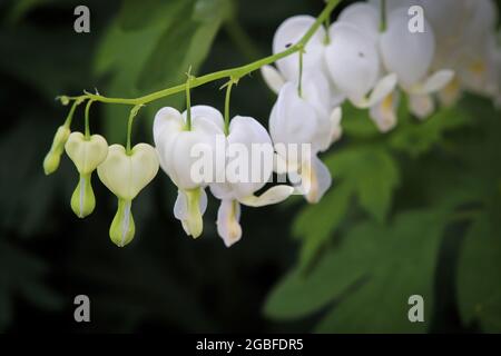 Makrofoto von weißen blutenden Herzblumen, die blühen Stockfoto
