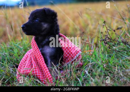 Nahaufnahme eines schwarzen deutschen Schäfers, der mit einer roten Decke bedeckt ist und auf dem Gras auf dem Feld sitzt Stockfoto