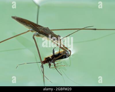 Ein Wasserstrider (Gerridae-Arten) auf der Wasseroberfläche und ernährt sich von einem Käfer (Hemipteran), den er gefangen hat Stockfoto