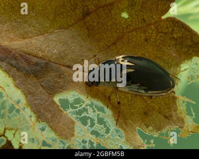 Wasserfresser (Tropisternus lateralis) grasen auf einem versunkenen Blatt. Delta, British Columbia, Kanada Stockfoto