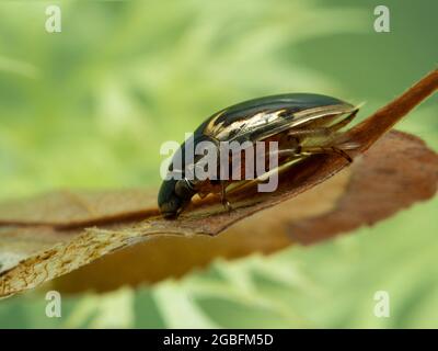 Seitenansicht eines Wasserfresskäfers (Tropisternus lateralis), der unter Wasser auf einem versunkenen Blatt ruht. Delta, British Columbia, Kanada Stockfoto