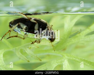 Unterseite eines Schwimmwasserkäfer (Tropisternus lateralis). Delta, British Columbia, Kanada Stockfoto