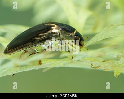 Nahaufnahme eines Wasserfresskäfers (Tropisternus lateralis), der auf einer Wasserpflanze ruht, Seitenansicht. Delta, British Columbia, Kanada Stockfoto