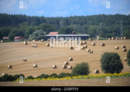 29. Juli 2021, Brandenburg, Schwedt/OT Flemsdorf: Strohballen liegen am Rande eines geernteten Feldes. Foto: Soeren Sache/dpa-Zentralbild/ZB Stockfoto