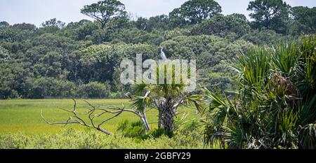 Silberreiher (Ardea alba) auf einer Palme im GTM National Estuarine Research Reserve entlang der Salzwiese des Guana River in Ponte Vedra Beach, FL. Stockfoto