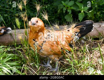 Flatow, Deutschland. Juli 2021. Eine bantamhenne auf dem Gelände der Ziegenkäserei Karolinenhof bei Kremmen. Die Ziegenfarm gibt es seit 1992 und produziert 20 verschiedene Arten von Rohmilchkäse aus 100 Prozent Ziegenmilch in der eigenen Käserei. Frische Milch, Joghurt, Kuchen sowie frisches Obst und Gemüse werden ebenfalls angeboten. Die Produkte werden ausschließlich im Hofladen und im dazugehörigen Wiesencafé verkauft. In der Zwischenzeit werden auch Milchschafe, schottische Highland-Rinder und Bantams gehalten. Quelle: Jens Kalaene/dpa-Zentralbild/ZB/dpa/Alamy Live News Stockfoto