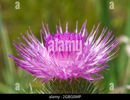 Silybum marianum oder auch Milchdistel. Die Nahaufnahme der blühenden Blüte. Auch bekannt als Cardus marianus, gesegnete Milchdistel, Mariendistel, M Stockfoto