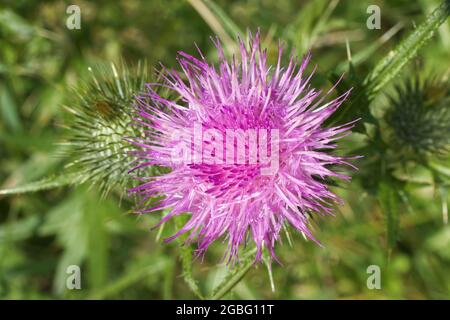 Silybum marianum oder auch Milchdistel. Die Nahaufnahme der blühenden Blüte. Auch bekannt als Cardus marianus, gesegnete Milchdistel, Mariendistel, M Stockfoto