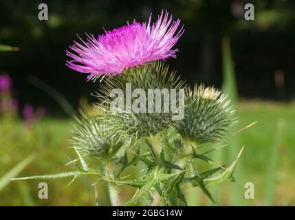 Silybum marianum oder auch Milchdistel. Die Nahaufnahme der blühenden Blüte. Auch bekannt als Cardus marianus, gesegnete Milchdistel, Mariendistel, M Stockfoto