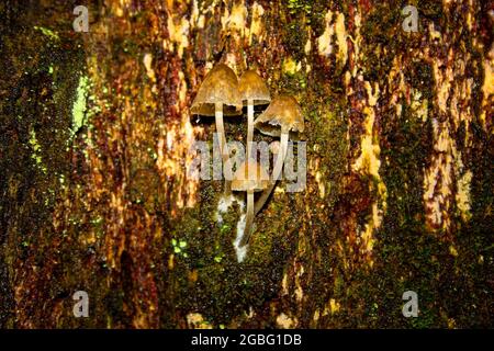 Kleine Wildpilze, die aus einem alten Baum mit fleckiger Holzstruktur wachsen Stockfoto