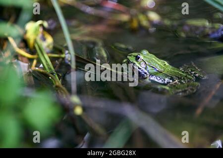 Essbarer Frosch, Pelophylax esculentus auch bekannt als gewöhnlicher Wasserfrosch oder grüner Frosch, europäischer Dunkelfleckfrosch, europäischer Schwarzfleckenteichfrosch, und Stockfoto