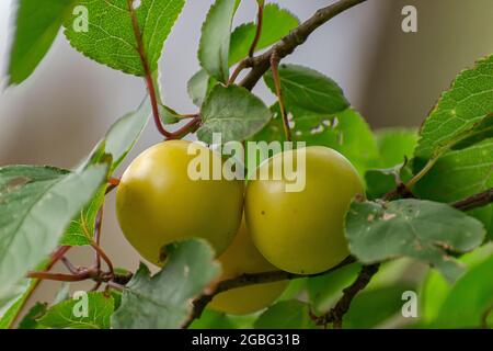 Gelbe reife Kirschpflaume an den Zweigen. Stockfoto
