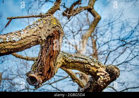 Alter Zweig einer Eiche Nahaufnahme im Frühling im Wald. Stockfoto