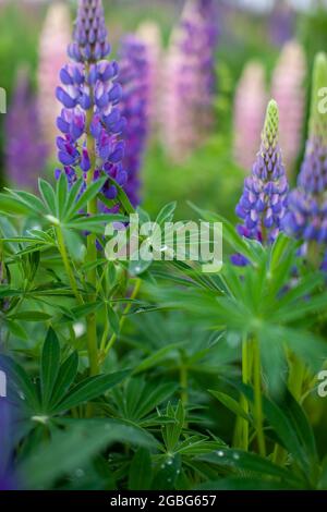 Blühende Macrolupine Blume. Lupinenfeld mit rosa violetter und blauer Blume. Haufen Lupinen Sommer Blume Hintergrund. Ein Feld von Lupinen. Violett spr Stockfoto