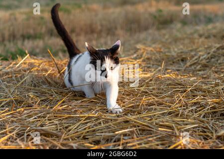 Katzen jagen Mäuse auf dem Weizenfeld nach der Ernte am Sommerabend. Schwarz-weiße Hauskatze schleichen sich durch ein Mown-Feld. Stockfoto