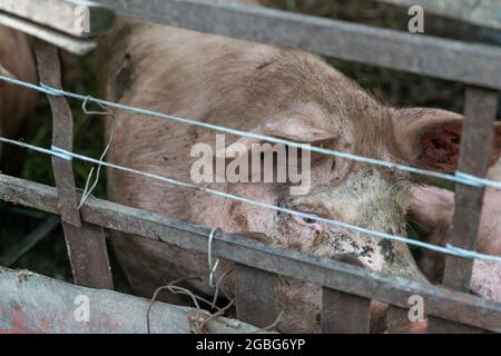 Großes männliches Schwein in der Feder. Nahaufnahme von Schweinen im Tierhalter. Stockfoto