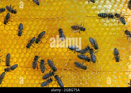 Nahaufnahme der arbeitenden Bienen an Honigzellen. Fleißige Bienen auf Honigwaben im Bienenstock Stockfoto