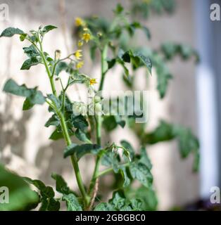 Kleine Tomatenfrüchte auf einem Busch. Tomaten zu Hause auf der Fensterbank anbauen. Blühende Sträucher von Tomaten. Tomatensämlinge auf der Fensterbank im apa Stockfoto