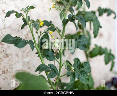 Kleine Tomatenfrüchte auf einem Busch. Tomaten zu Hause auf der Fensterbank anbauen. Blühende Sträucher von Tomaten. Tomatensämlinge auf der Fensterbank im apa Stockfoto