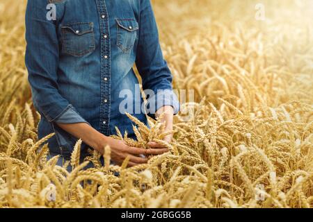 Getreideanbau - Frau Landwirtin in goldenen Weizen Ernte Feld. Überprüft die Ernte Stockfoto