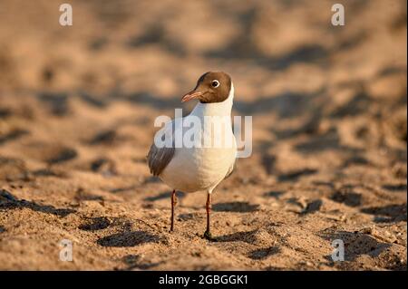 In der untergehenden Sonne steht eine Möwe auf dem Sand Stockfoto