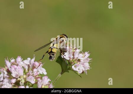 Sonnenfliege, Lemon Marsh Fly, Helophilus trivittatus, Familienschweben (Syrphidae). Uber Blüten von Origanum, Familie Lamiaceae. Holländischer Garten, Juli Stockfoto