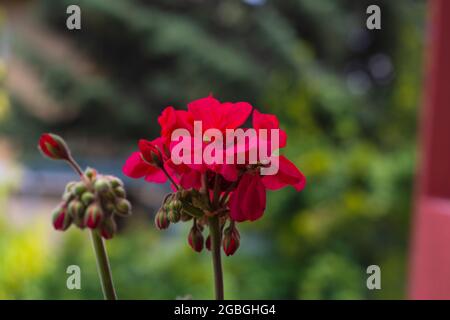 Pelargonium zonale ist eine Pelargonium-Art, die im südlichen Afrika in den westlichen Regionen der Kapprovinzen in der Familie der Geranien beheimatet ist. selecti Stockfoto