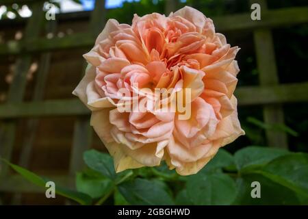 Gelbe Rosen im Garten an einem Sommertag Stockfoto