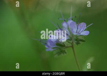 Nahaufnahme einer lila blühenden Phacelia tanacetifolia ( getuftete Blume ) Stockfoto