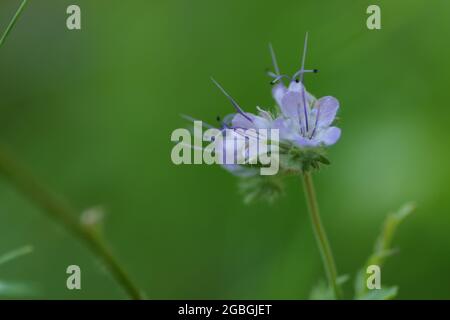 Nahaufnahme einer lila blühenden Phacelia tanacetifolia ( getuftete Blume ) Stockfoto
