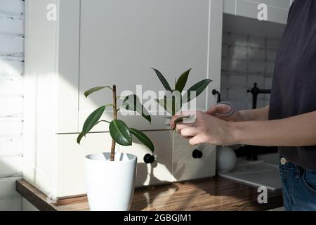 ficus-Stecklinge. Topfpflanzen züchten. Ficus elastica. Stockfoto