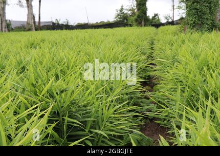 Landschaft mit Ingwer-Anbau oder Zingiber officinale Plantage mit frisch wachsenden Grashalmen. Wachsende Ingwerwurzel für Medizin und Würze Stockfoto