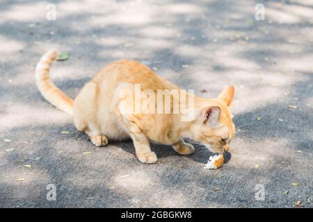 Katze beißt ein Stück Brot auf Zementboden Stockfoto