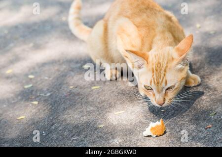 Katze beißt ein Stück Brot auf Zementboden Stockfoto