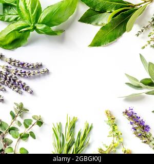 Frisches Gartenkräuter quadratisches Banner mit Platz für Text. Eine über dem Kopf liegende, flache Aufnahme von Kräuterpappen, die einen Rahmen auf weißem Hintergrund bilden Stockfoto