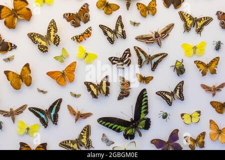 England, Hampshire, Portsmouth, Southsea, Cumberland House Natural History Museum, farbenfrohe Schmetterlingsausstellung Stockfoto