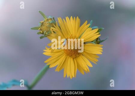 Nahaufnahme der Sonnenblume, die eine Biene auf der Blume sitzt. Stockfoto