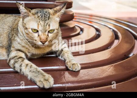 Tabby Katze liegt auf dem braunen Holztisch Hintergrund Stockfoto