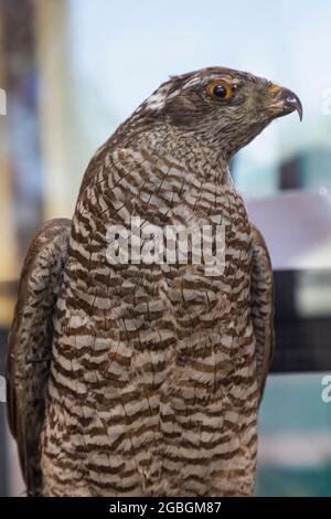 England, Hampshire, Portsmouth, Southsea, Cumberland House Natural History Museum, Ausstellung eines Goshawks Stockfoto