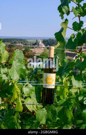 Arpents du Soleil - der bisher einzige Weinberg der Normandie, Frankreich Stockfoto