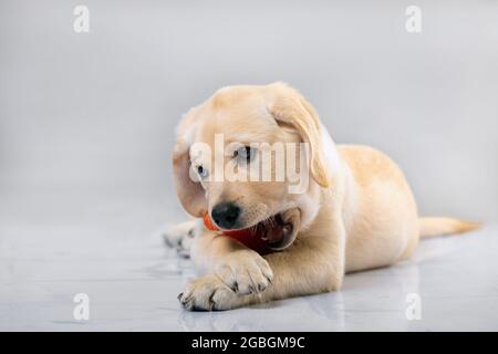 Der kleine Hund Labrador spielt mit seinem Spielzeug auf grauem Hintergrund Stockfoto