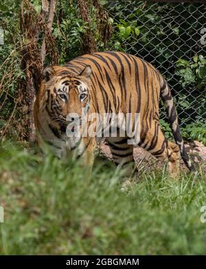 Großer Tiger Männchen im Naturlebensraum. Wildtierszene mit gefährdischem Tier. Heißer Sommer in Indien. Trockene Gegend mit schönem indischen Tiger, Panthera tigris Stockfoto