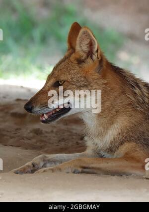 Schwarzer Jackal mit Rückendeckung starrt auf die Kamera zu, silberner Jackal sitzt. Stockfoto