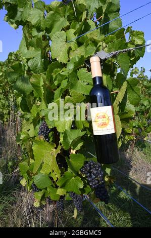 Arpents du Soleil - der bisher einzige Weinberg der Normandie, Frankreich Stockfoto