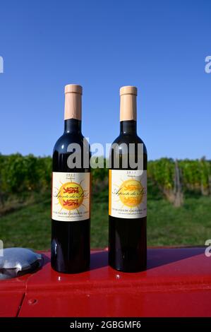 Arpents du Soleil - der bisher einzige Weinberg der Normandie, Frankreich Stockfoto