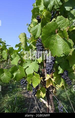 Arpents du Soleil - der bisher einzige Weinberg der Normandie, Frankreich Stockfoto