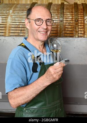 Arpents du Soleil - der bisher einzige Weinberg der Normandie, Frankreich Stockfoto